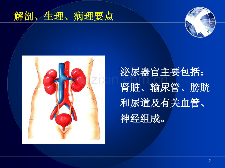 肾内科相关基础知识.ppt_第2页