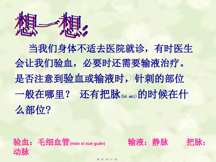 《血流的管道—血管》.ppt_第2页