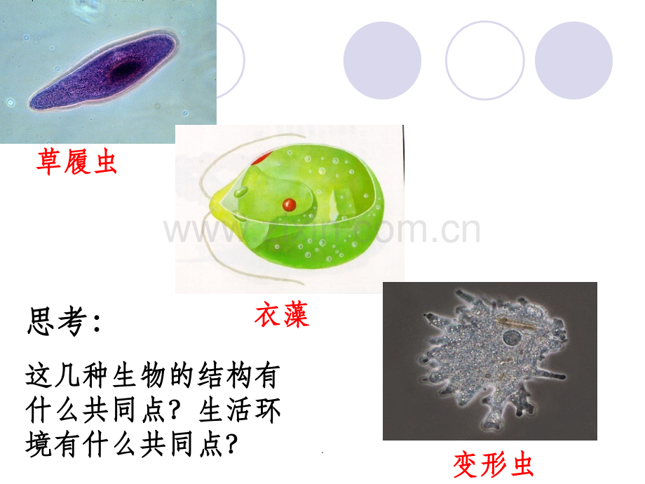 -动物稳态的维持及其意义.ppt_第1页