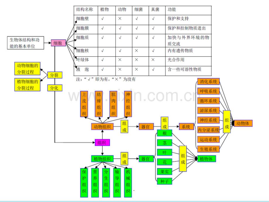 初二生物复习-思维导图.ppt_第2页
