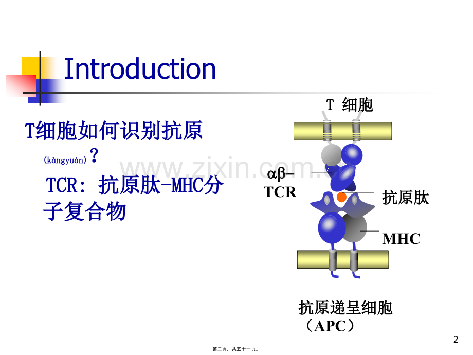 抗原提呈细胞与抗原的处理及提呈.ppt_第2页