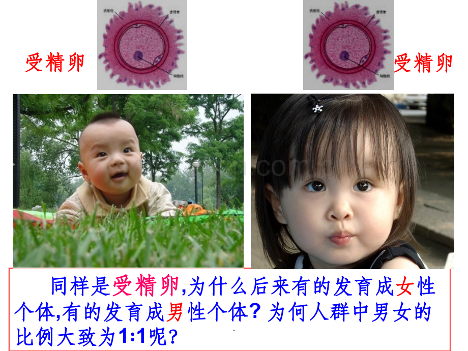 伴性遗传--上课用1.ppt_第2页