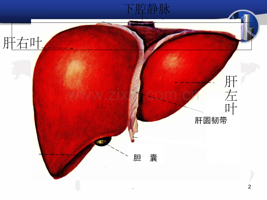 肝脏超声图片.ppt_第2页