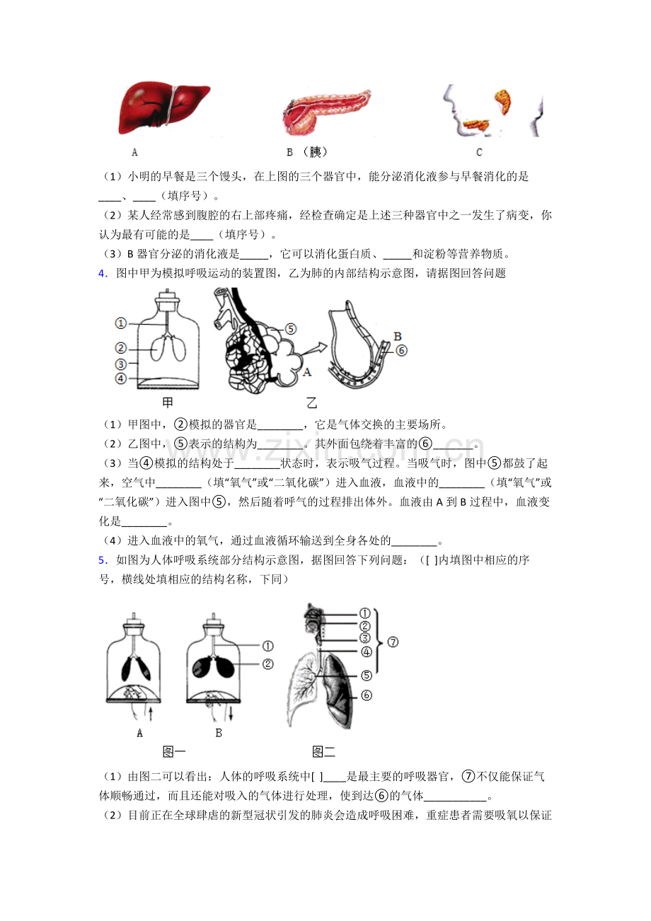 人教版七年级下册生物期末解答实验探究大题试题及解析.doc_第2页