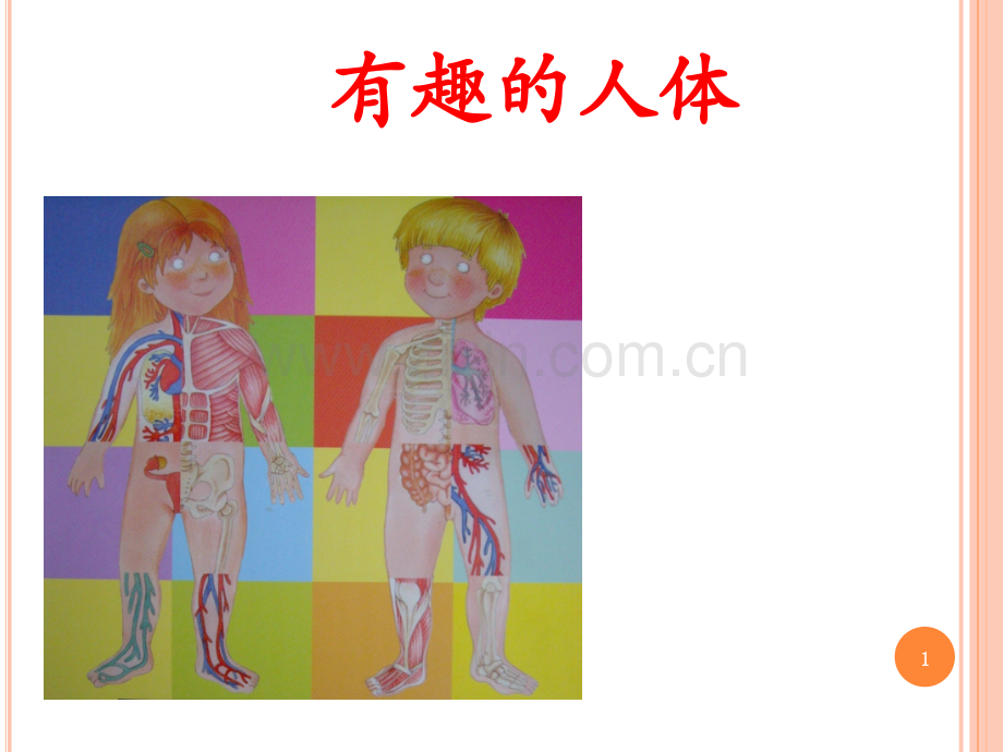 有趣的人体.ppt_第1页