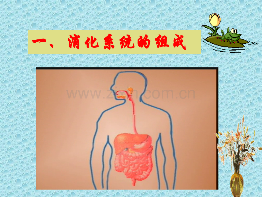 小肠大肠人体吸收营养物质的主要器官——1【可编辑的PPT文档】.ppt_第2页
