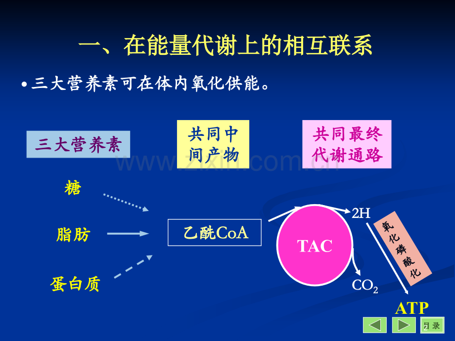 体内三大营养物质的代谢联系.ppt_第2页