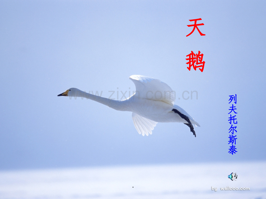 鄂教版四年级语文《天鹅》的精.ppt_第1页