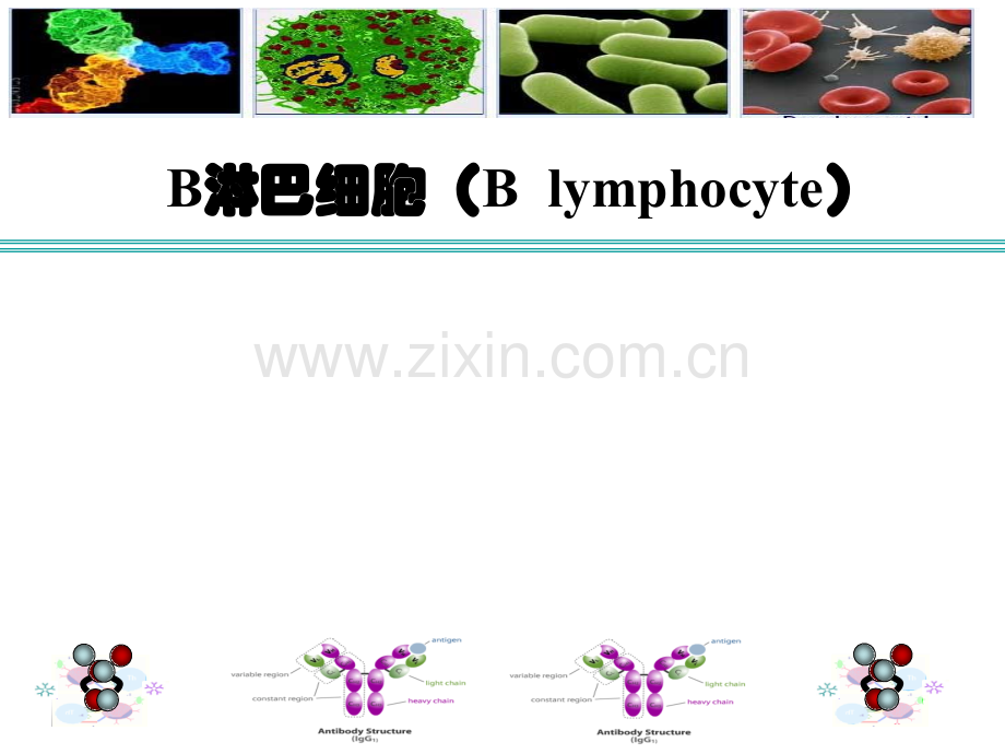 免疫学B细胞.ppt_第1页