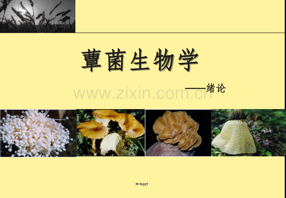 蕈菌生物学-绪论.ppt_第1页
