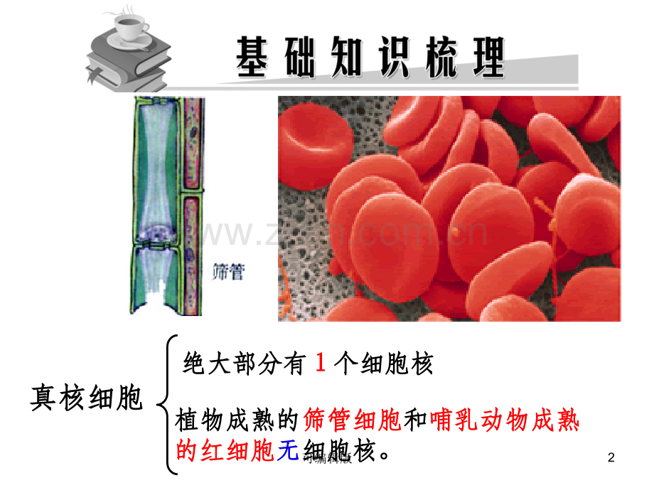 细胞核--系统的控制中心.ppt_第2页