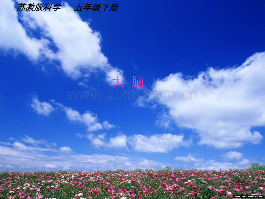 《大脑》PPT.ppt_第1页