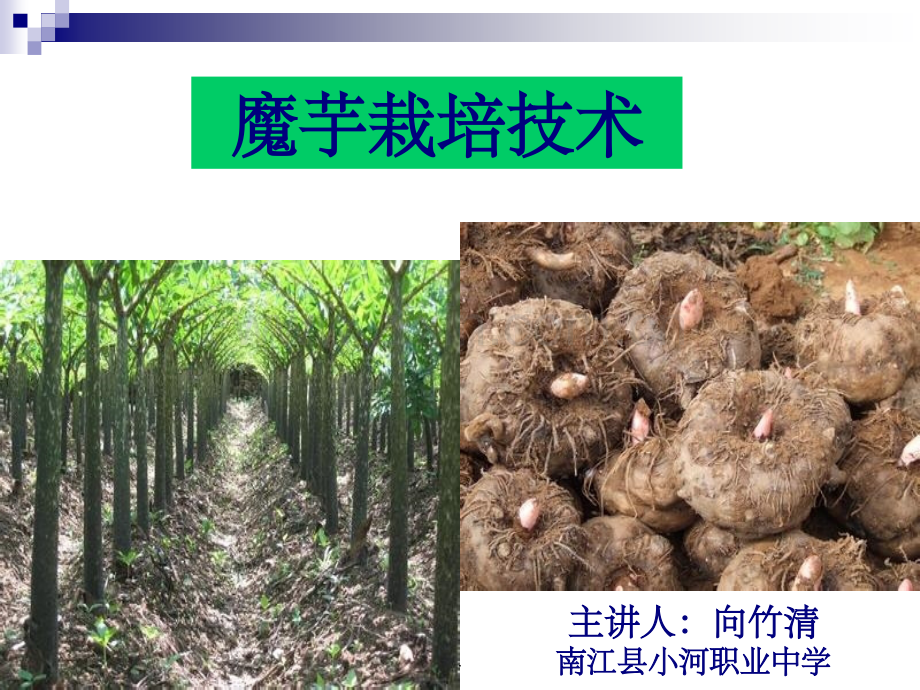 《魔芋种植技术》.ppt_第1页