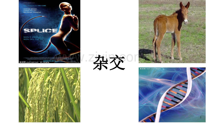 杂交手术在心胸神经外科中的应用.ppt_第1页