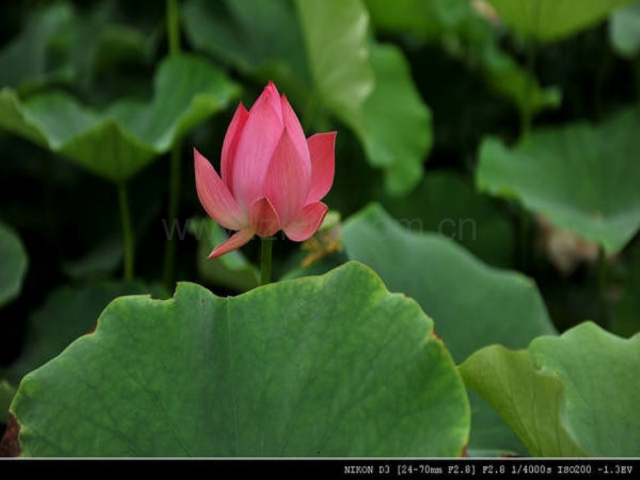 人教版三年级下学期美术《荷花美》.ppt_第2页