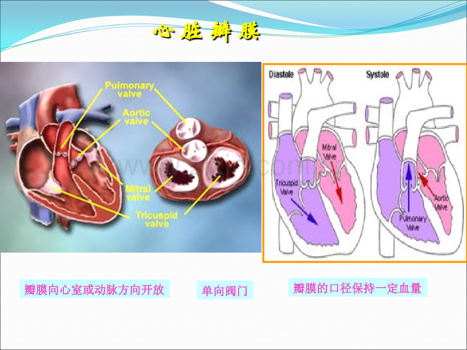 心脏瓣膜病第八版.ppt_第2页