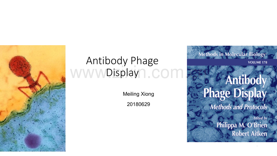 抗体噬菌体展示技术.ppt_第1页