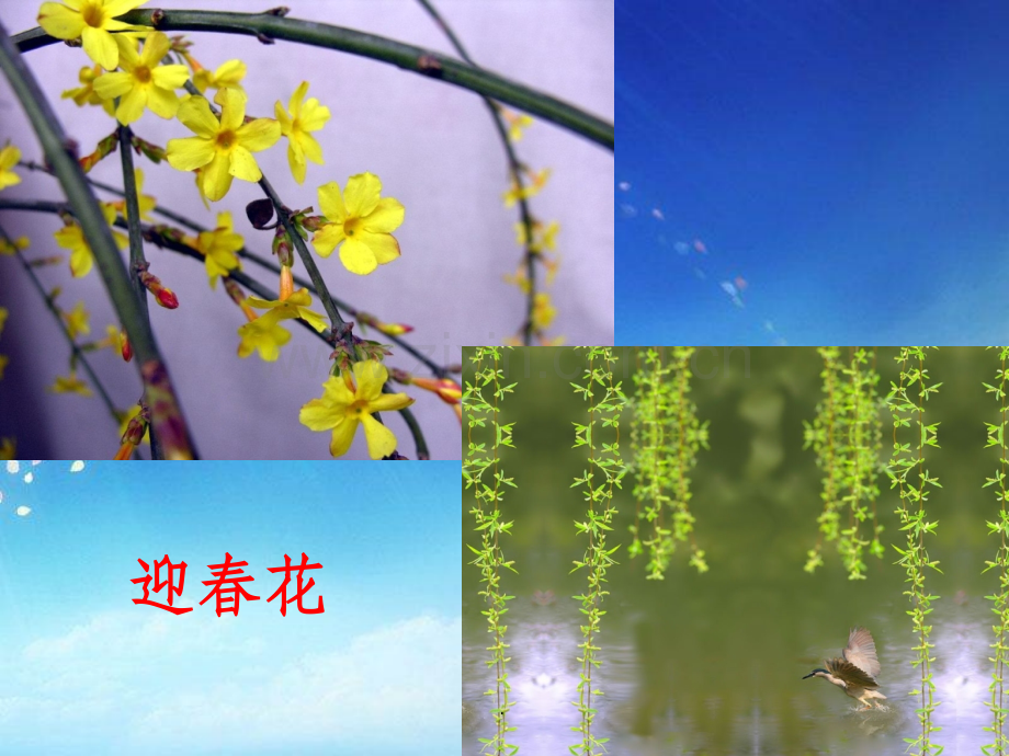 教科版科学四年级下册第二单元油菜花开了.ppt_第2页