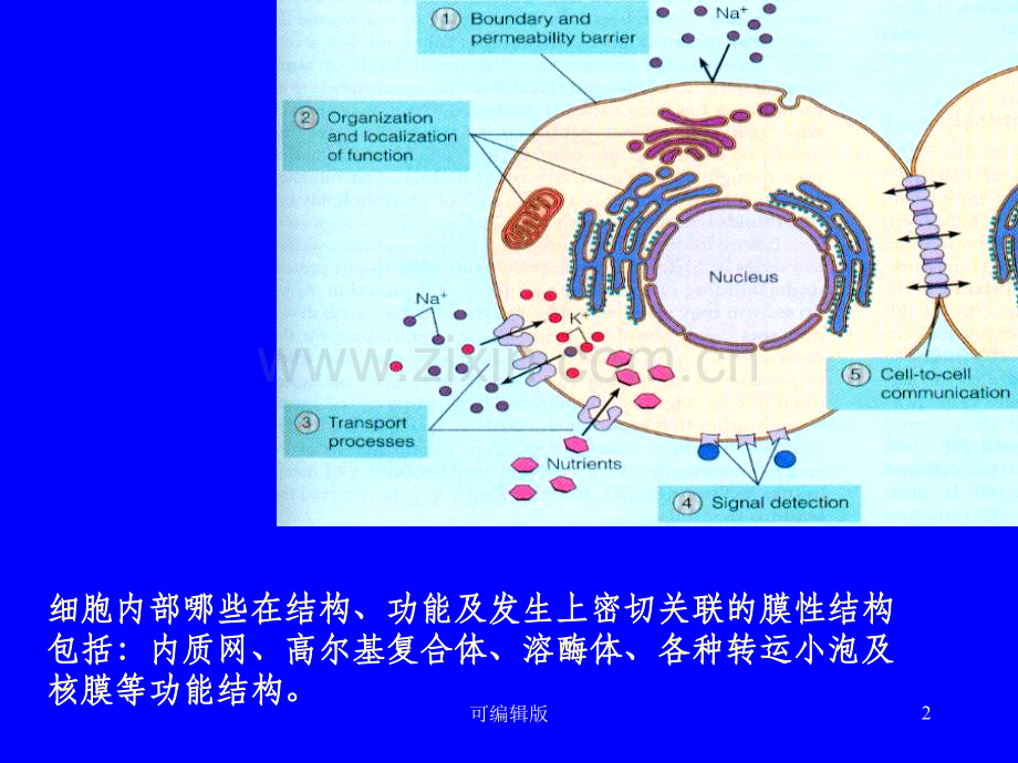 细胞的内膜系统(1).ppt_第2页
