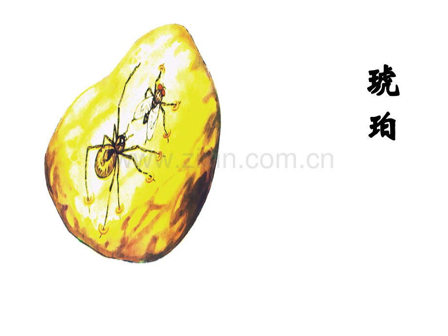 《琥珀》.ppt_第1页