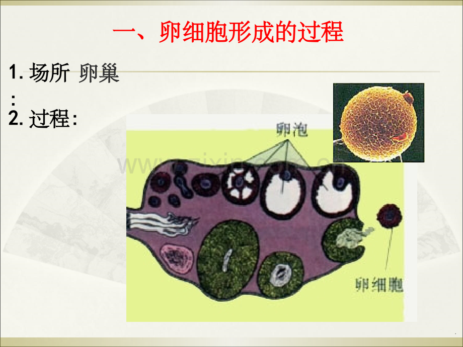 卵细胞的形成过程.ppt_第2页