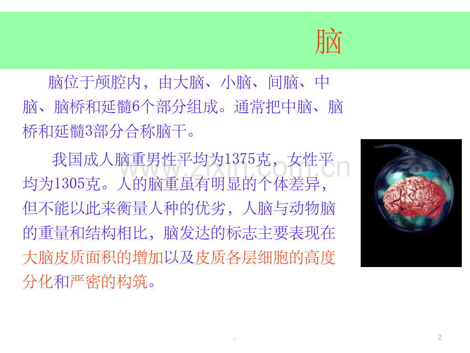 大脑解剖结构.ppt_第2页
