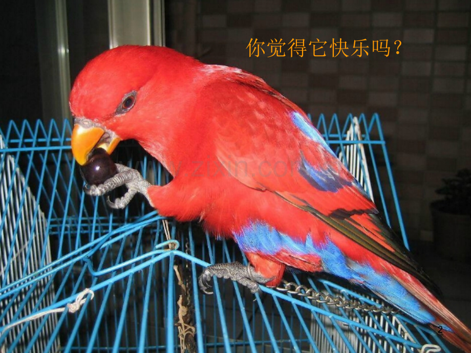 小学美术快乐的小鸟.ppt_第2页