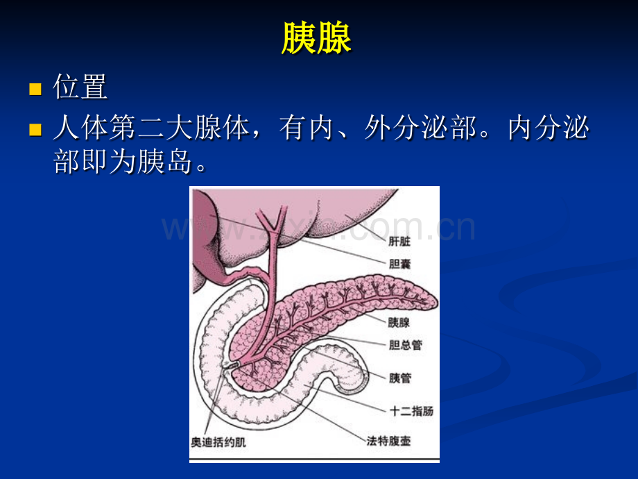 最全-胰岛素的种类及用法.ppt_第2页