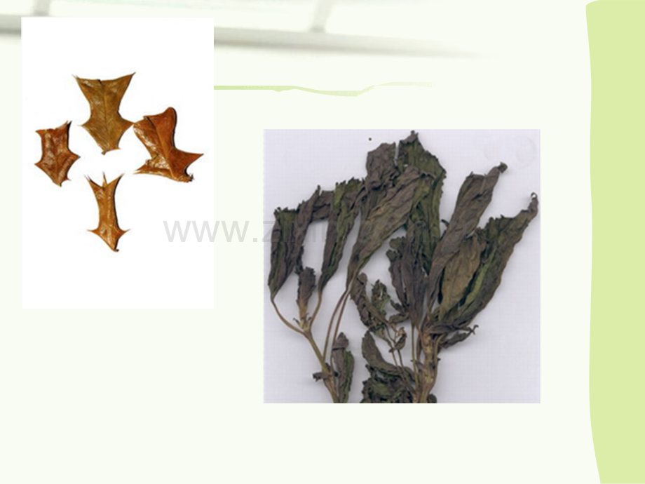 花类中药鉴定.ppt_第1页