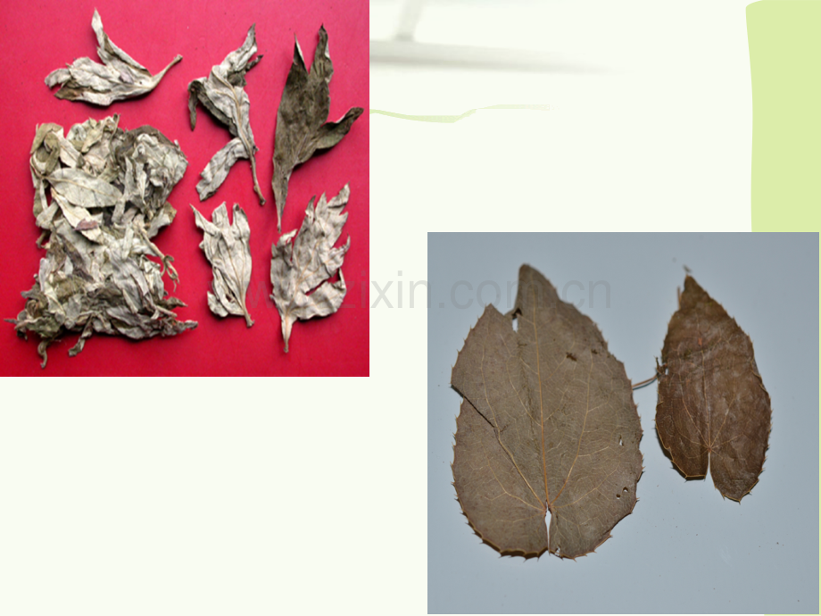 花类中药鉴定.ppt_第2页