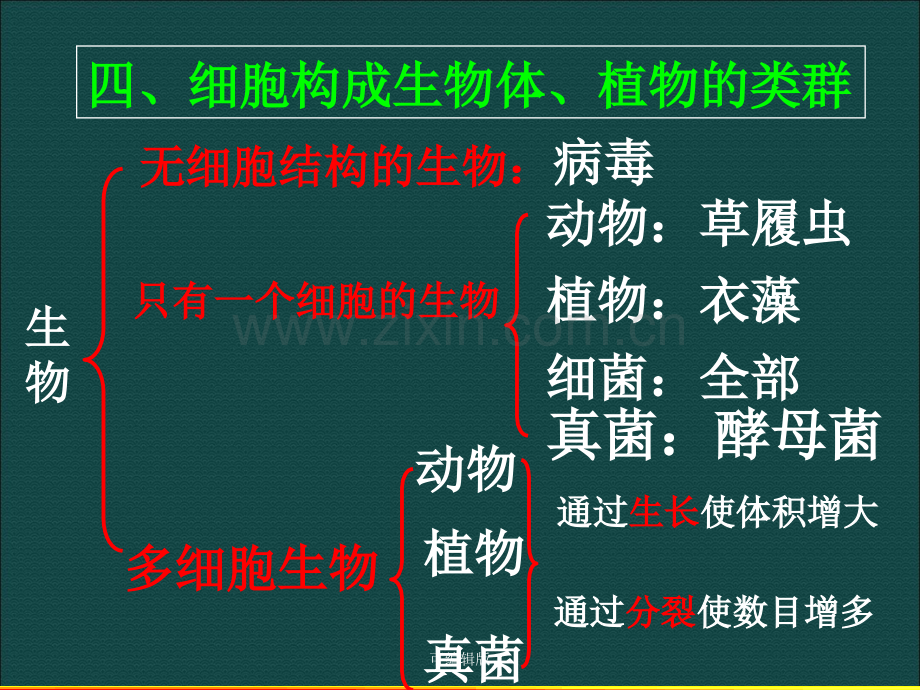 细胞构成植物体、植物的类群.ppt_第1页