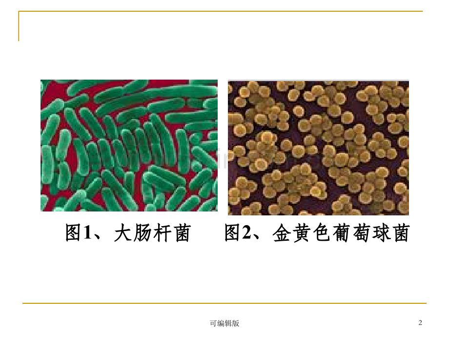 细菌的分布与消毒灭菌(2).ppt_第2页