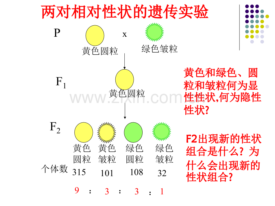 高三生物孟德尔遗传规律的再发现..ppt_第2页
