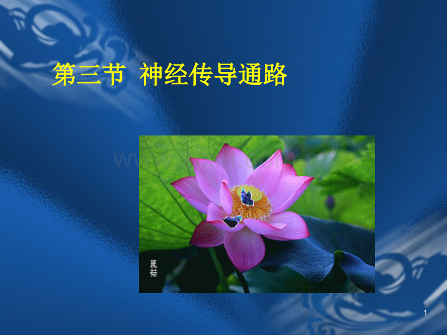 神经传导通路全.ppt_第1页