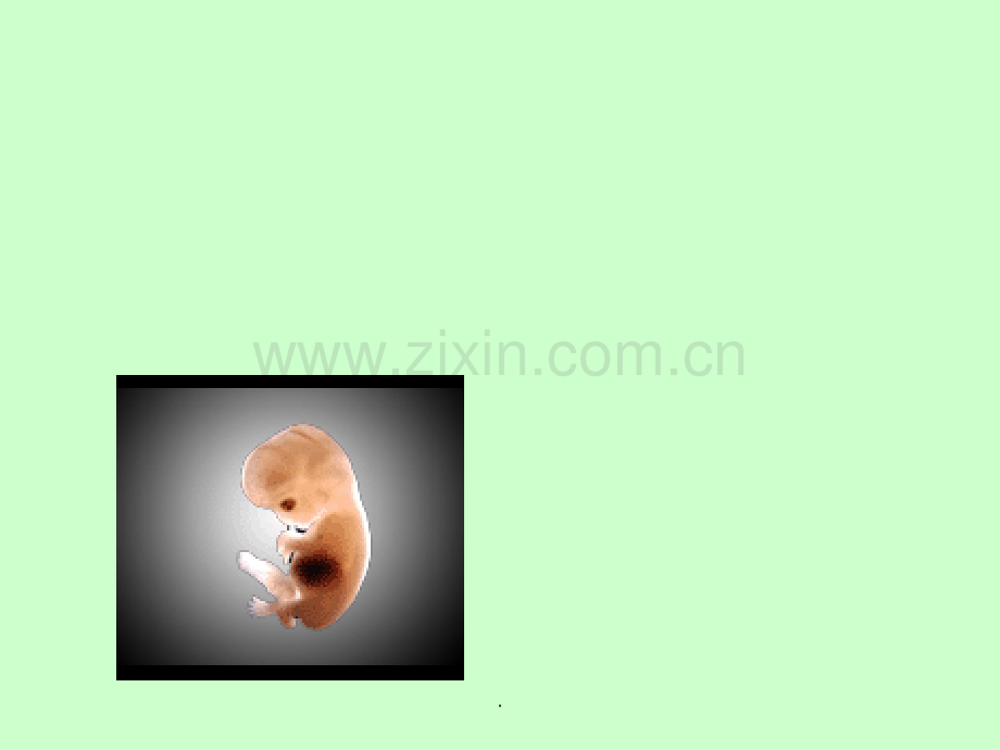 胚胎发育过程.ppt_第1页