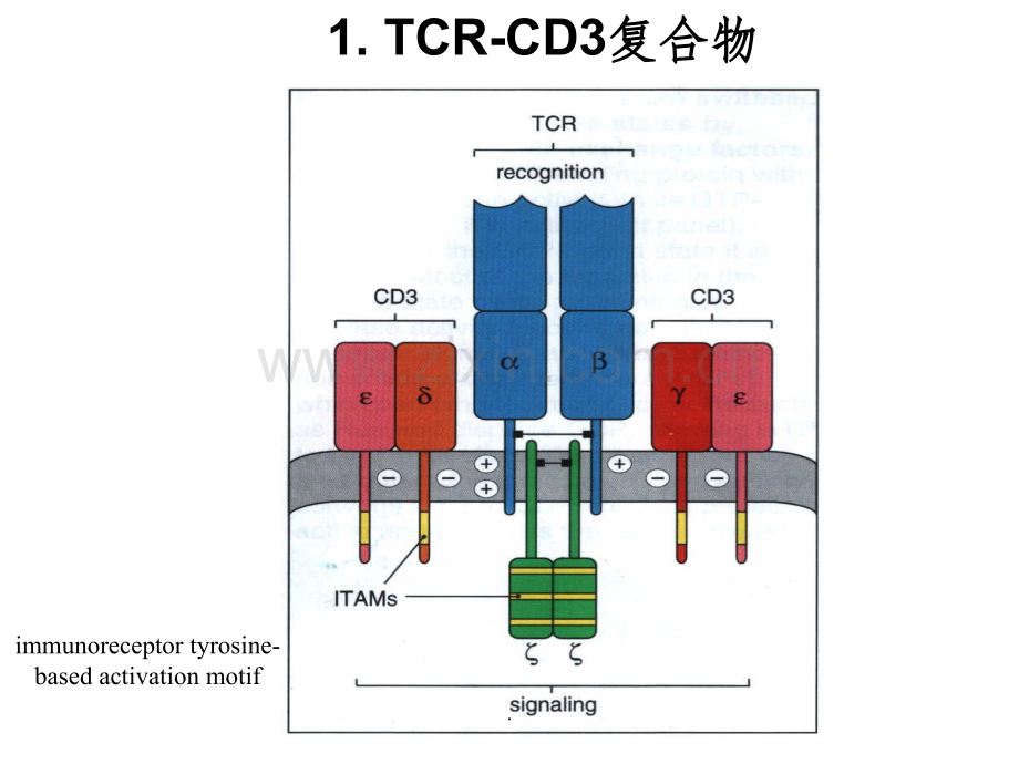 T细胞分类.ppt_第2页