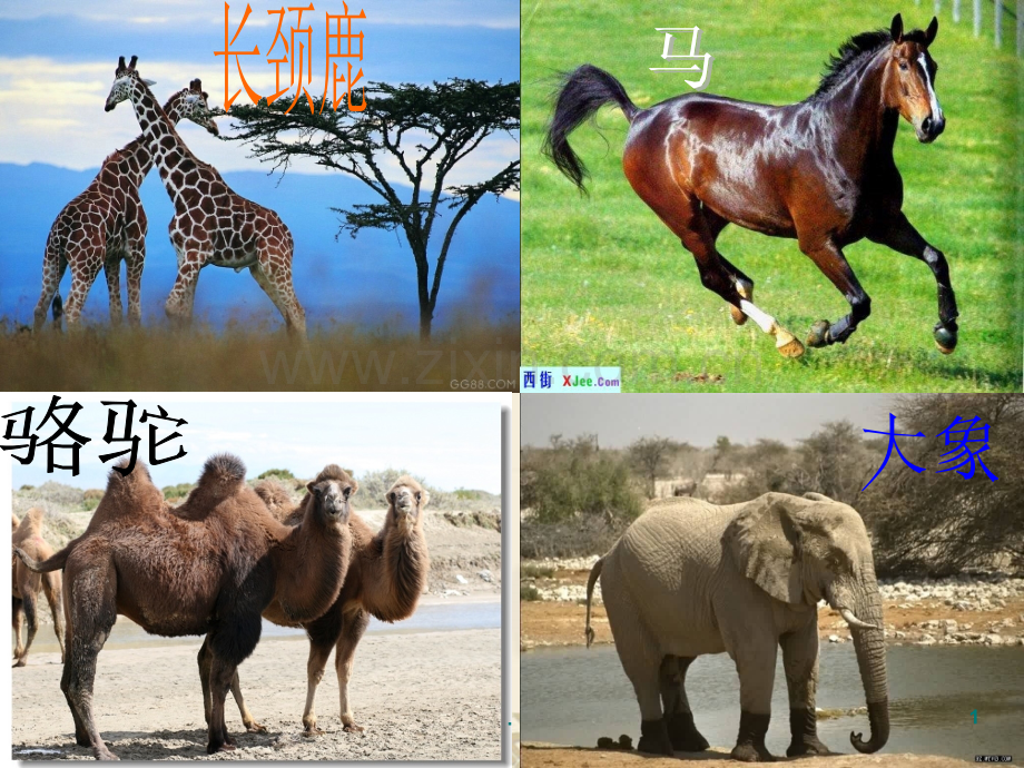 认识动物完整.ppt_第1页