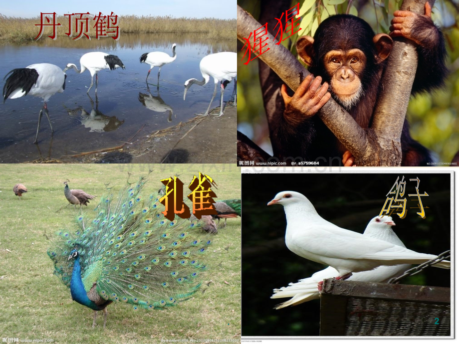 认识动物完整.ppt_第2页