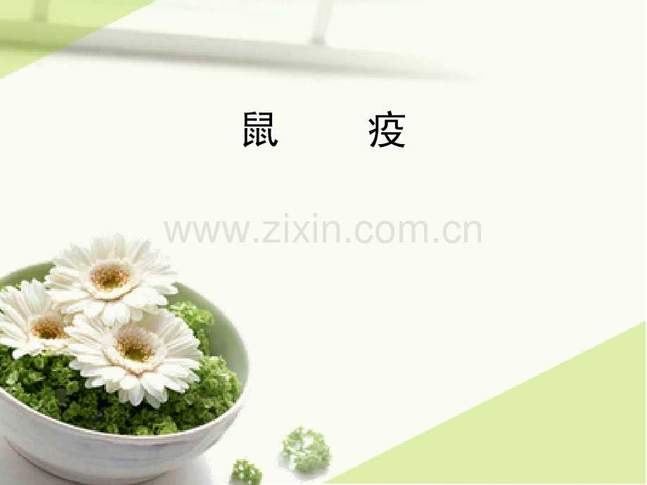 鼠疫-(2).ppt_第1页