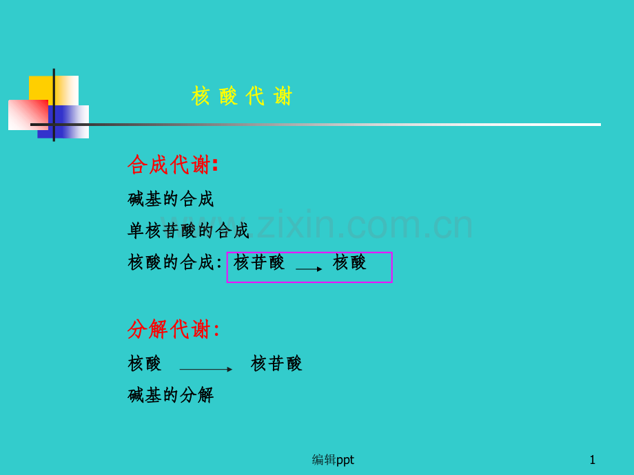 基础生物化学第十三章核苷酸代谢.ppt_第1页