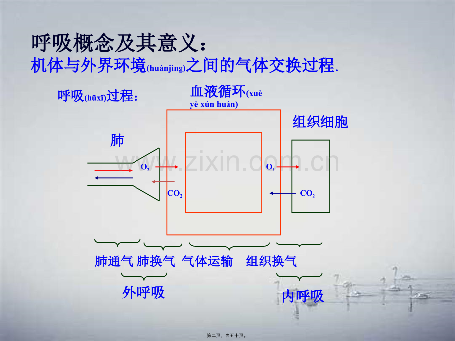 202X年呼吸机基础知识笔记.pptx_第1页