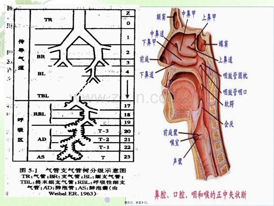 202X年呼吸机基础知识笔记.pptx_第2页