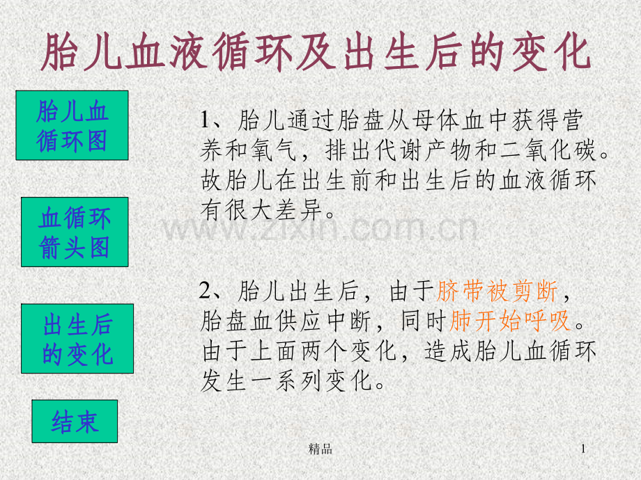 胎盘循环.ppt_第1页