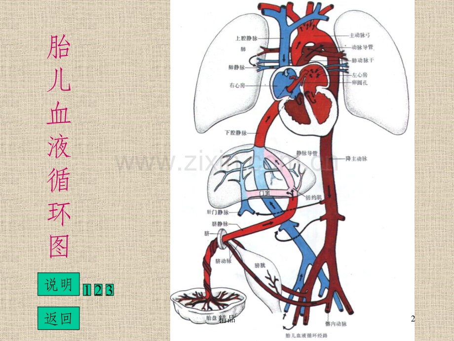 胎盘循环.ppt_第2页