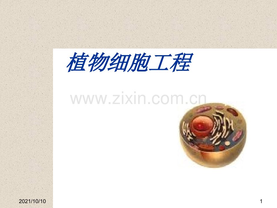 植物细胞工程2.ppt_第1页