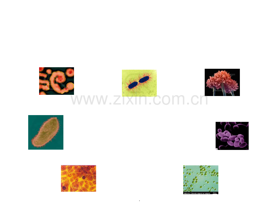 地下水中的微生物.ppt_第2页