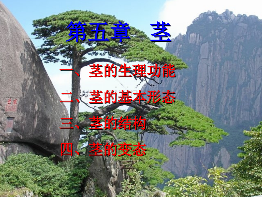 《植物学》：茎.ppt_第1页