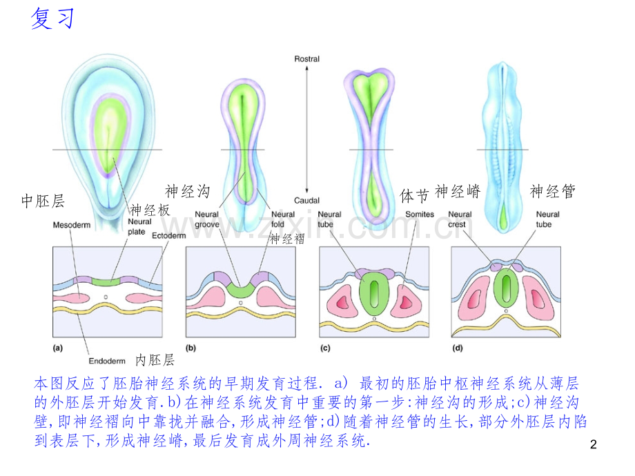 神经元的迁移.ppt_第2页