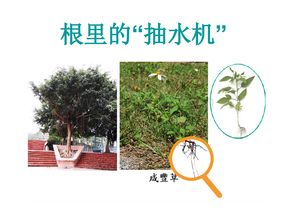 根里的抽水机(根的作用).ppt_第1页