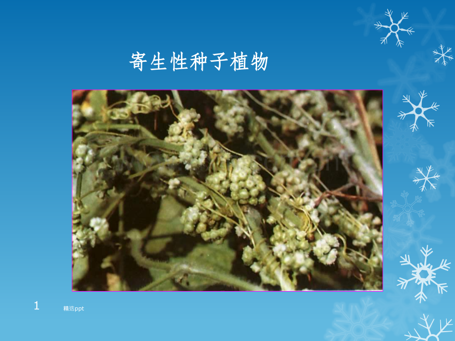 寄生性种子植物.ppt_第1页